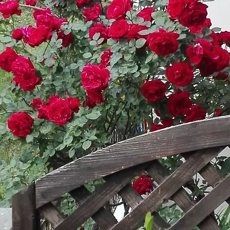 Marika House * סטאברוס