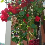 Marika House